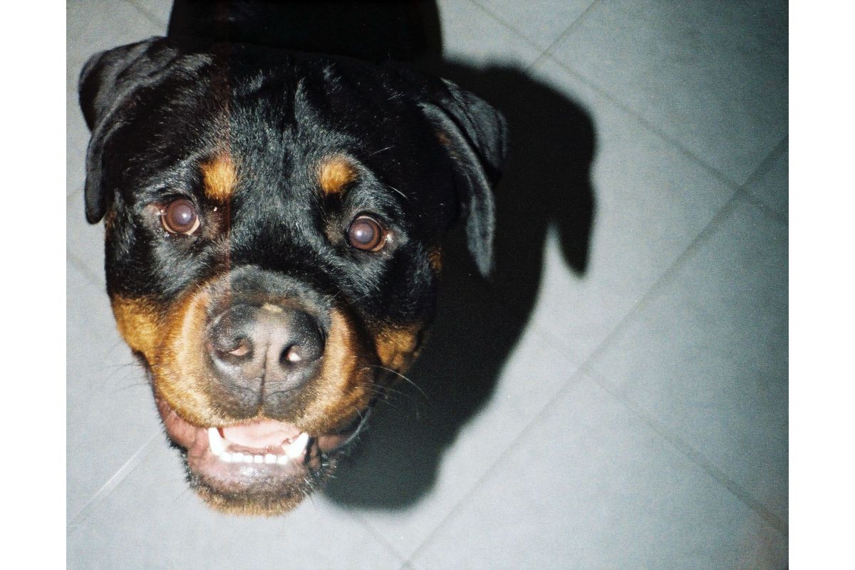 Lomomatic 110 Camera & Flash Metal - Image 5